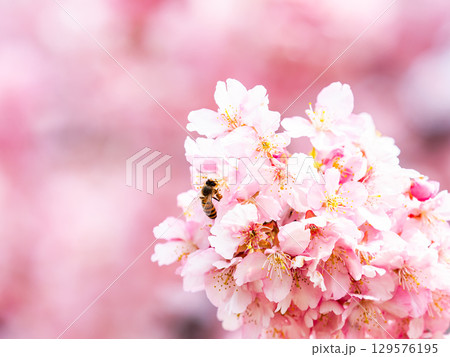早春の満開の華やかな河津桜と蜜を集めるミツバチ 129576195