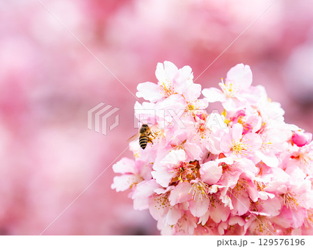 早春の満開の華やかな河津桜と蜜を集めるミツバチ 129576196