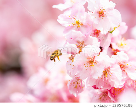 早春の満開の華やかな河津桜と蜜を集めるミツバチ 129576199