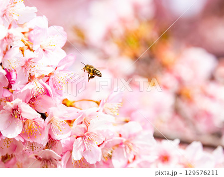 早春の満開の華やかな河津桜と蜜を集めるミツバチ 129576211