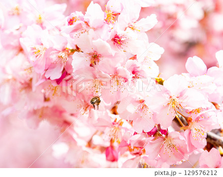 早春の満開の華やかな河津桜と蜜を集めるミツバチ 129576212