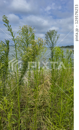 Summer river landscape with green trees, reflections and blue sky. Tourism Summer river landscape with green trees, reflections and blue sky. Tourism 129576253