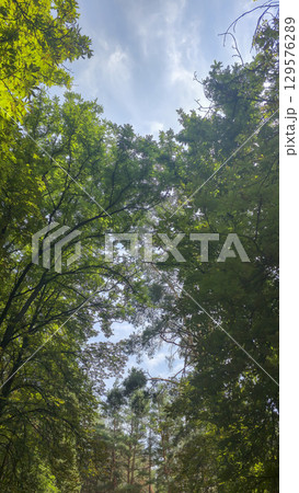 Tall trees and blue sky, visible through pine trees. Tourist recreation. 129576289