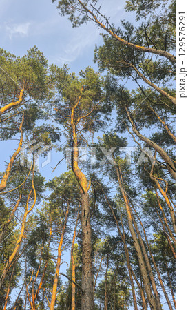 Tall trees and blue sky, visible through pine trees. Tourist recreation. 129576291