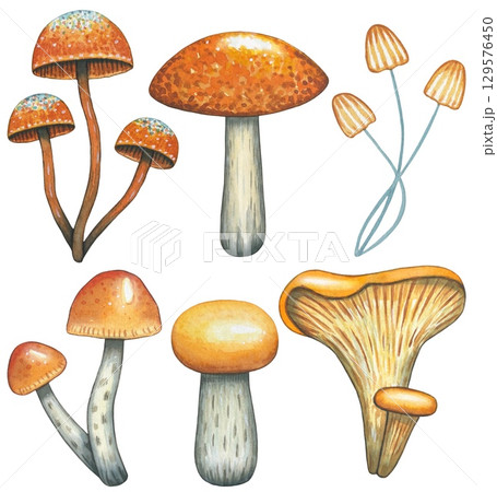 Set with mushrooms. Watercolor on white background 129576450