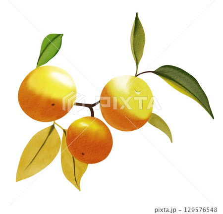 Watercolor illustration. Hand drawn tangerines. Watercolor illustration. Hand drawn tangerines. 129576548