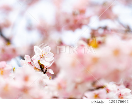 春の訪れを告げる満開の華やかな河津桜 129576662