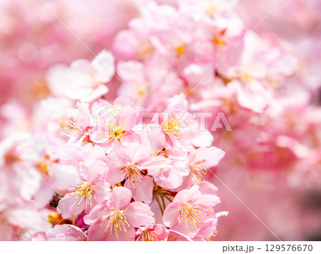 春の訪れを告げる満開の華やかな河津桜 春の訪れを告げる満開の華やかな河津桜 129576670