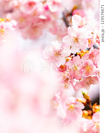 春の訪れを告げる満開の華やかな河津桜 春の訪れを告げる満開の華やかな河津桜 129576671