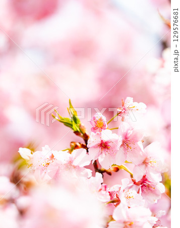 春の訪れを告げる満開の華やかな河津桜 春の訪れを告げる満開の華やかな河津桜 129576681