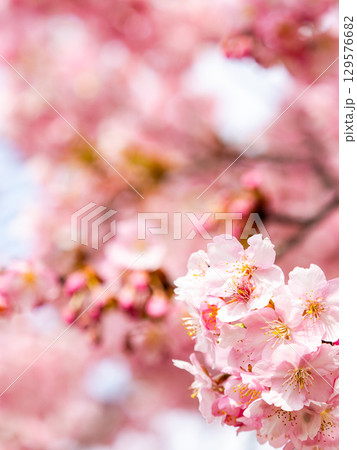 春の訪れを告げる満開の華やかな河津桜 129576682
