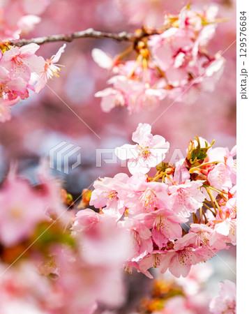 春の訪れを告げる満開の華やかな河津桜 春の訪れを告げる満開の華やかな河津桜 129576684