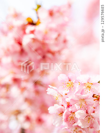 春の訪れを告げる満開の華やかな河津桜 春の訪れを告げる満開の華やかな河津桜 129576685