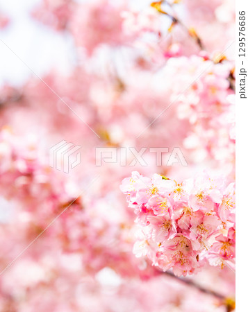 春の訪れを告げる満開の華やかな河津桜 129576686