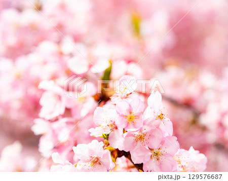 春の訪れを告げる満開の華やかな河津桜 129576687