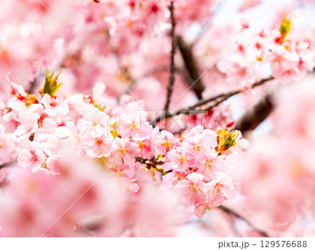春の訪れを告げる満開の華やかな河津桜 春の訪れを告げる満開の華やかな河津桜 129576688