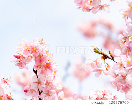 春の訪れを告げる満開の華やかな河津桜 129576709