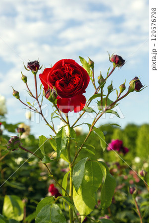 Roses from the Schoenbrunn Palace Park 129576798