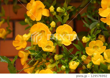 タチノウゼンの花 タチノウゼンの花 129576992