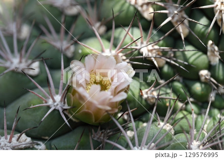 新天地・サボテンの花 129576995