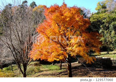 モミジの紅葉　【相模原市津久井　12月】 129577060