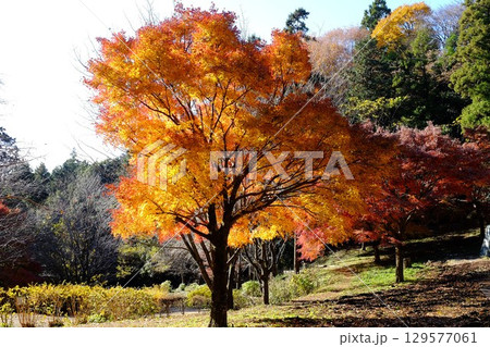 初冬のモミジの紅葉 【相模原市津久井 12月】 初冬のモミジの紅葉 【相模原市津久井 12月】 129577061