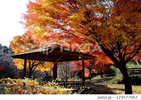 四阿と紅葉のもみじ　【相模原市津久井　12月】 129577062