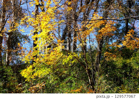 雑木林のもみじ黄葉　【相模原市津久井　12月】 129577067