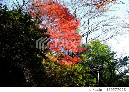 裏木戸門の紅葉 【相模原市津久井 12月】 裏木戸門の紅葉 【相模原市津久井 12月】 129577068