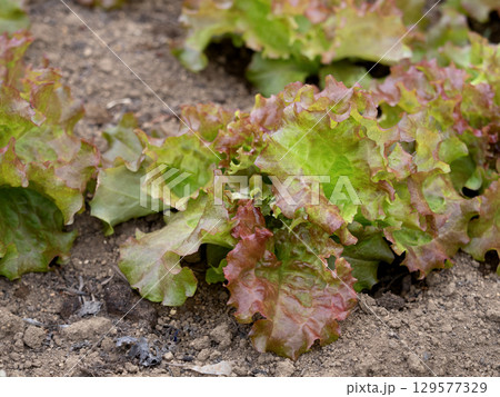 レタス畑 129577329