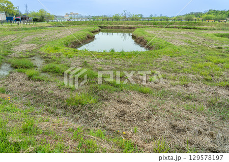 岐阜県海津市　春のアクアワールド水郷パークセンターにある堀田の雰囲気を再現した再生堀田 129578197