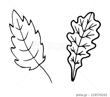 Simple leaves. Vector illustration of botanical foliage. Simple black graphic, hand drawn in doodle, engraving style. Outline drawing of rural nature. Clip art for cards, print. Thanksgiving. 129578202