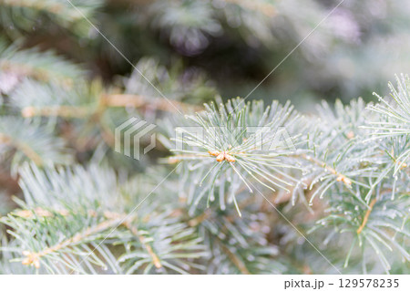 Background of green spruce branches with water drops after rain 129578235