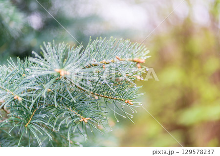 Background of green spruce branches with water drops after rain Background of green spruce branches with water drops after rain 129578237