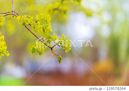 Blooming Norway Maple, Acer platanoides, in beautiful light Blooming Norway Maple, Acer platanoides, in beautiful light 129578264