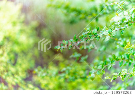 Green leaves with water drops after rain Green leaves with water drops after rain 129578268