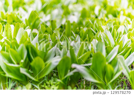 Green leaves with water drops after rain Green leaves with water drops after rain 129578270