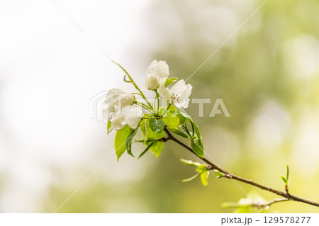 White blossoming apple trees with rain drops White blossoming apple trees with rain drops 129578277