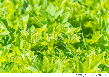 Nature of green leaf in garden at summer. Natural green leaves plants using as spring background cover page environment ecology 129578284