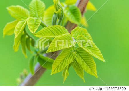 Nature of green leaf in garden at summer. Natural green leaves plants using as spring background cover page environment ecology Nature of green leaf in garden at summer. Natural green leaves plants using as spring background cover page environment ecology 129578299