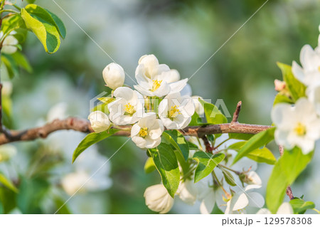 White blossoming apple trees in the sunset light. Spring season, spring colors. 129578308