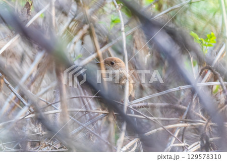 Thrush Nightingale, Luscinia luscinia. A bird sits on a tree branch and sings 129578310