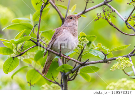 Thrush Nightingale, Luscinia luscinia. A bird sits on a tree branch and sings Thrush Nightingale, Luscinia luscinia. A bird sits on a tree branch and sings 129578317