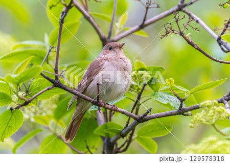 Thrush Nightingale, Luscinia luscinia. A bird sits on a tree branch and sings 129578318