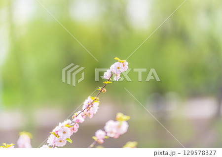 Beautiful Pink Flowers of Prunus triloba, Blossom, pink flowers. Prunus triloba, sometimes called flowering plum or flowering almond, a name shared with Prunus jacquemontii 129578327