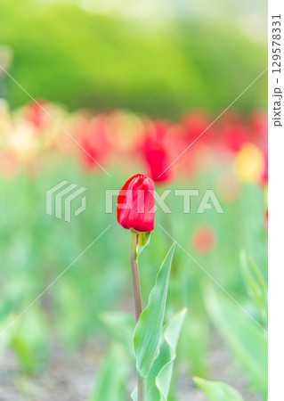 Colorful red tulips blossom in spring garden Colorful red tulips blossom in spring garden 129578331