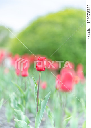 Colorful red tulips blossom in spring garden 129578332