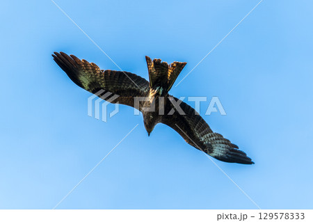 The bird of prey Black Kite flying in blue Sky 129578333