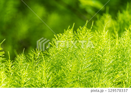 Wood horsetail (Equisetum sylvaticum) growing in the forest close up. Equisetum arvense, the field horsetail or common horsetail. Perennial herb Wood horsetail (Equisetum sylvaticum) growing in the forest close up. Equisetum arvense, the field horsetail or common horsetail. Perennial herb 129578337