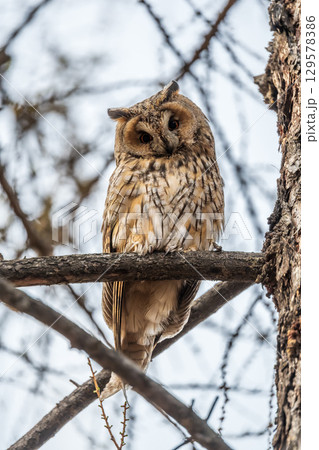 Long-eared owl (Asio otus), looking forward with wide opened eyes 129578386